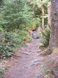 Staircase Rapids Trail Olympic National Park