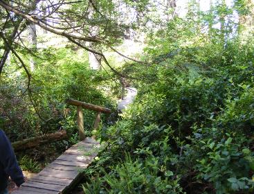 The Boardwalk Near the End of Cape Flattery Trail Olympic NP