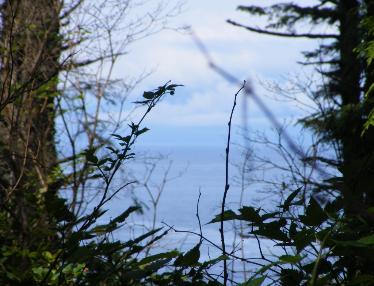 The First Ocean View Through the Trees Cape Flattery Trail