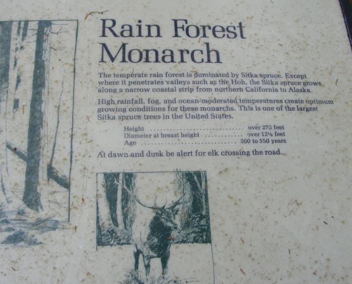 Hoh Rain Forest Area Big Spruce Tree