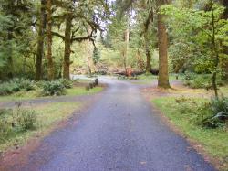Driving Loop B Hoh Campground Olympic National Park