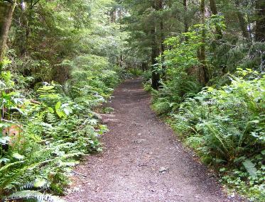 The beginning of Cape flattery trail