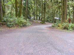 Driving Loop B Fairholm Campground Olympic NP