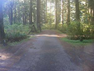 Mora Campground Loop C Olympic National Park