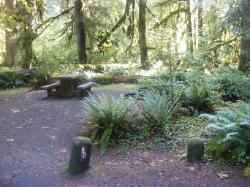 Loop C Site 80 Hoh Campground Olympic National Park