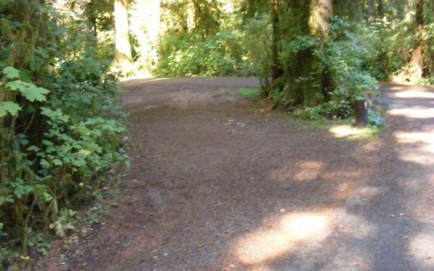 Loop A site 11 Olympic National Park Mora Campground