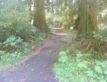 Mora Campground Olympic Rest Room Path