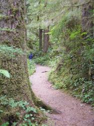 Quinault Nature Trail 1/2 Mile Loop