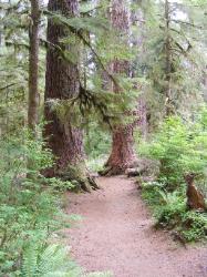 Quinault Nature Trail 1/2 Mile Loop