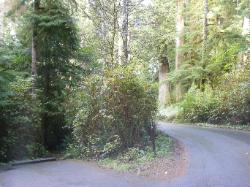 Willaby Campground Olympic National Park Site 18