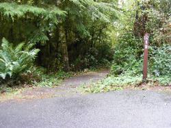 Willaby Campground Olympic National Park Site 19