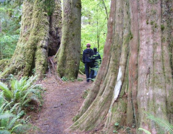 Hoh Rain Forest Area Big Spruce Tree Trail