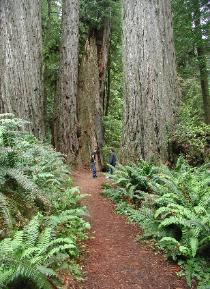 One of many Trails in Redwood National Park 