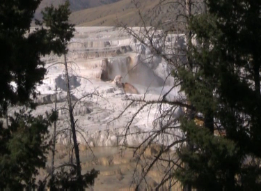 Mammoth Hot Springs Terrace Water Fall